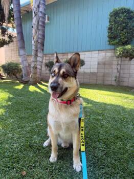 German Shepherd Dog and Husky Dogs Available for Adoption in Pasadena, California - Luke | PetCurious