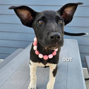 Dot -  Black Labrador Retriever and Pit Bull Terrier Dog for Adoption in Madisonville, Tennessee - Dot | PetCurious