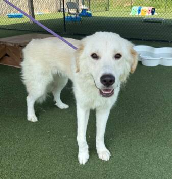 Grizzlie -  Great Pyrenees Dog for Adoption in Columbia, Illinois - Grizzlie | PetCurious