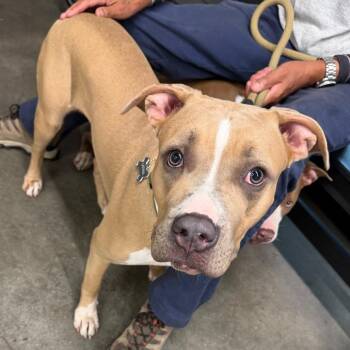 Latina -  Terrier Dog for Adoption in Tampa, Florida - Latina | PetCurious