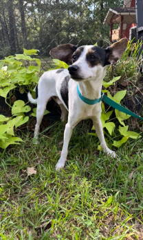 Rescue Jack Russell Terrier Dogs for Adoption in New London, Wisconsin - Jack Sparrow | PetCurious
