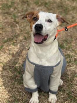 Pit Bull Terrier Dogs Available for Adoption in Houston, Texas - Carter | PetCurious