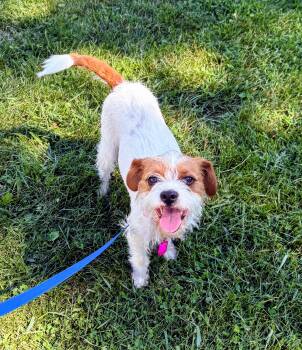 Mabel -  Terrier Dog for Adoption in Columbia, Maryland - Mabel | PetCurious
