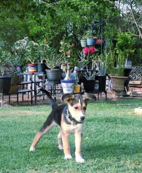 Shepherd and Hound Dogs Available for Adoption in Wolcott, Connecticut - Benny | PetCurious