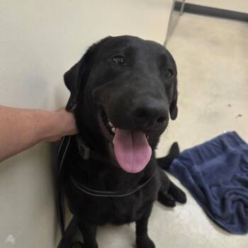 Black Labrador Retriever Dogs Available for Adoption in Merritt Island, Florida - Neo | PetCurious