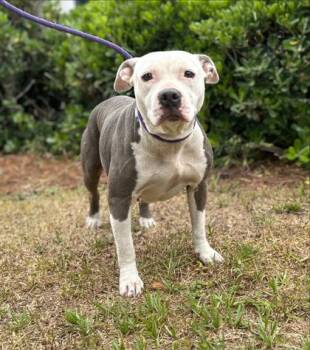 Pit Bull Terrier and Mixed Breed Dogs Available for Adoption in Savannah, Georgia - Sweet Pea | PetCurious