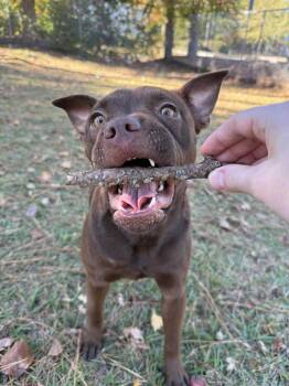 Rescue American Bulldog Dogs for Adoption in Wilmington, North Carolina - Cr