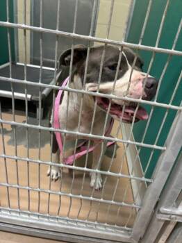 SMOOSH -  Pit Bull Terrier and Mixed Breed Dog for Adoption in Texas City, Texas - SMOOSH | PetCurious