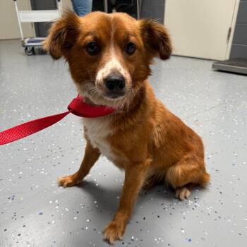 Sabine -  Collie and Australian Shepherd Dog for Adoption in Tuscaloosa, Alabama - Sabine | PetCurious