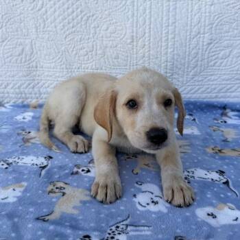 Dare -  Labrador Retriever and Collie Dog for Adoption in Carencro, Louisiana - Dare | PetCurious
