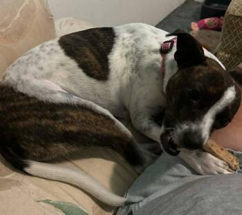 Terrier and Chihuahua Dogs Available for Adoption in Osteen, Florida - Salome