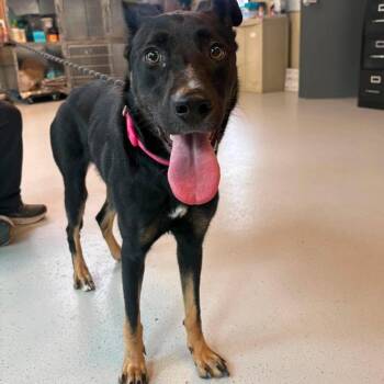 Wyoming Stray Hold 7/26 -  Mixed Breed Dog for Adoption in Huntington, West Virginia - Wyoming Stray Hold 7/26 | PetCurious