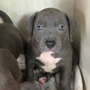Poupon -  Pit Bull Terrier Dog for Adoption in Northbrook, Illinois - Poupon | PetCurious