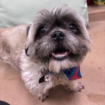 Shih Tzu Dogs Available for Adoption in Dixon, Illinois - "Wrigley" | PetCurious