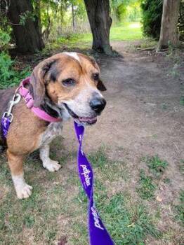 Rescue Beagle Dogs for Adoption in Williamsport, Pennsylvania - Blue | PetCurious