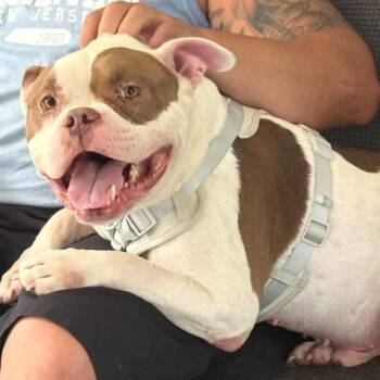 Billy Bob -  American Bulldog Dog for Adoption in Philadelphia, Pennsylvania - Billy Bob | PetCurious