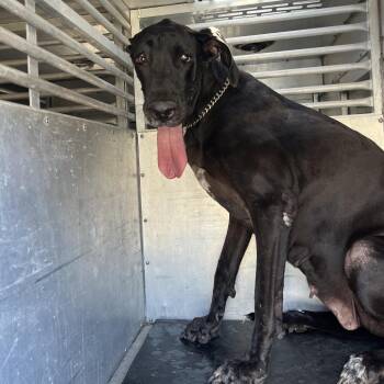 martinez 2 -  Great Dane Dog for Adoption in Edinburg, Texas - Martinez 2 | PetCurious