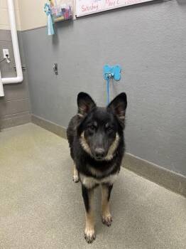 German Shepherd Dog Dogs Available for Adoption in Las Vegas, Nevada - SIZZLE | PetCurious