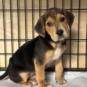 Bowie -  Mixed Breed Dog for Adoption in Fredericksburg, Virginia - Bowie | PetCurious