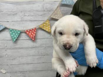 Labrador Retriever and Mixed Breed Dogs Available for Adoption - KIWI | PetCurious