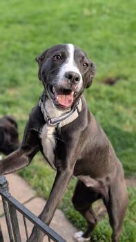 Seagull -  Pit Bull Terrier Dog for Adoption in New Baltimore, Michigan - Seagull | PetCurious
