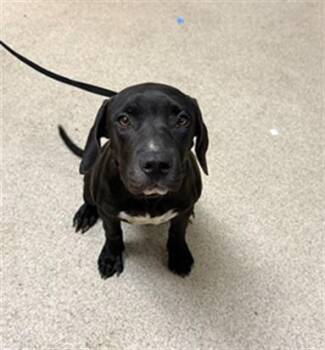 DAHLIA -  Pit Bull Terrier and Mixed Breed Dog for Adoption in Riverside, California - DAHLIA | PetCurious