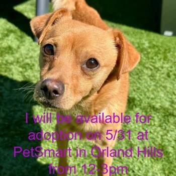 Chihuahua Dogs Available for Adoption in Matteson, Illinois - Mr. Noodle | PetCurious