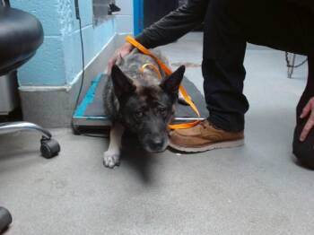 PHLOX -  German Shepherd Dog and Mixed Breed Dog for Adoption in Albuquerque, New Mexico - PHLOX | PetCurious