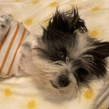 Rescue Terrier Dogs for Adoption in Villa Park, California - Duncan | PetCurious