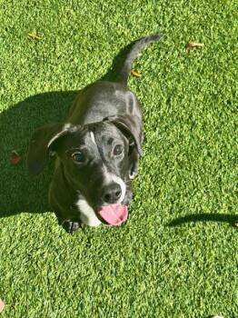 Dachshund and Mixed Breed Dogs Available for Adoption in Madison, Georgia - Brooks | PetCurious