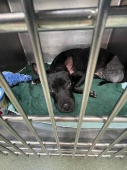 Mixed Breed Dogs Available for Adoption in New York, New York - Opal | PetCurious