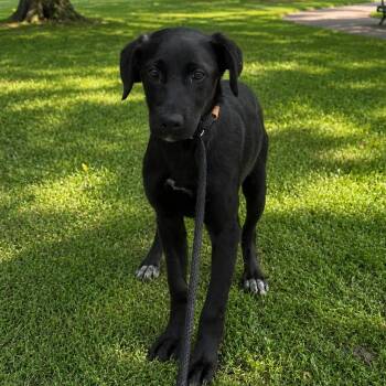 Retriever and Shepherd Dogs Available for Adoption in Tulsa, Oklahoma - Nova | PetCurious