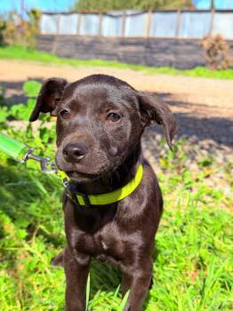 Labrador Retriever and Catahoula Leopard Dog Dogs Available for Adoption - Maine | PetCurious