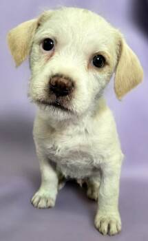 Rat Terrier and Mixed Breed Dogs Available for Adoption in Morton Grove, Illinois - Moe | PetCurious