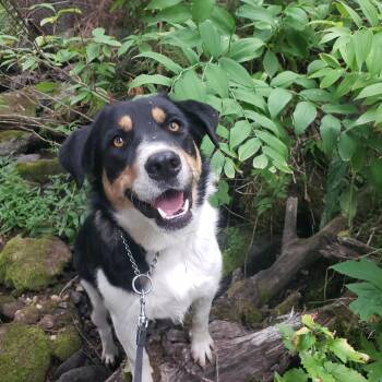 Huey -  Border Collie and Australian Shepherd Dog for Adoption in Chinle, Arizona - Huey | PetCurious