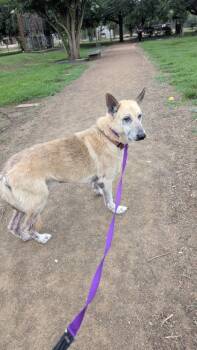 Rescue German Shepherd Dog and Mixed Breed Dogs for Adoption in Houston, Texas - ROMEO | PetCurious