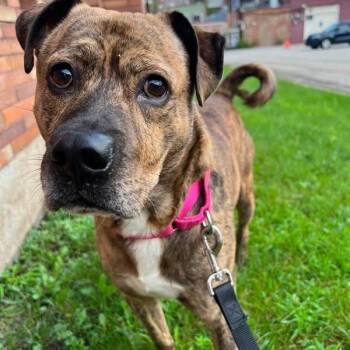 Baloo -  Mixed Breed Dog for Adoption in Pittsburgh, Pennsylvania - Baloo | PetCurious