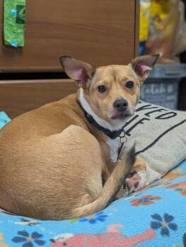 Bailey -  Chiweenie and Chihuahua Dog for Adoption in Blytheville, Arkansas - Bailey | PetCurious