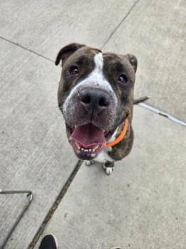 Potato -  Pit Bull Terrier and Mixed Breed Dog for Adoption in Westland, Michigan - Potato | PetCurious