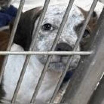 Silk- Cohort -  Labrador Retriever and Cattle Dog Dog for Adoption in New York, New York - Silk- Cohort | PetCurious
