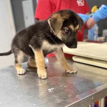Arrow -  German Shepherd Dog Dog for Adoption in Livingston, Texas - Arrow | PetCurious