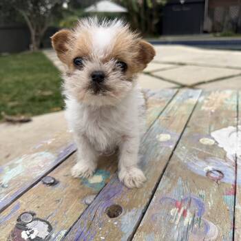 Affenpinscher Dogs Available for Adoption - Pibbles | PetCurious