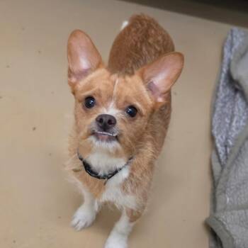 Terrier Dogs Available for Adoption in Chino Hills, California - Billy - Chino Hills Location | PetCurious