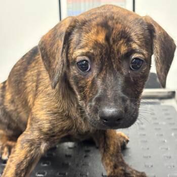 Thread (YLW) -  Catahoula Leopard Dog and Mixed Breed Dog for Adoption in League City, Texas - Thread (YLW) | PetCurious