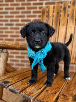 Sailor -  Flat Coated Retriever and Mixed Breed Dog for Adoption in Morton Grove, Illinois - Sailor | PetCurious