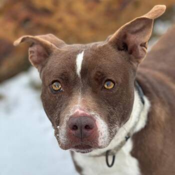 Buster -  Terrier and Mixed Breed Dog for Adoption in Marshall, Texas - Buster | PetCurious