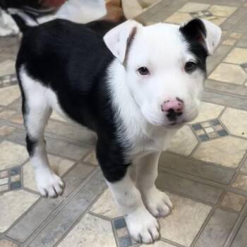Border Collie and Terrier Dogs Available for Adoption - NY Lord Anthony Avail Feb 14 (Tractor Supply Patterson) | PetCurious