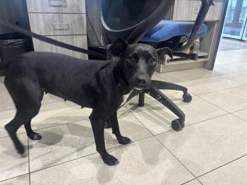 LYNA -  Labrador Retriever and Mixed Breed Dog for Adoption in Rowlett, Texas - LYNA | PetCurious