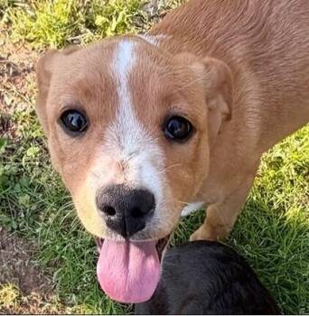 Beagle and Australian Shepherd Dogs Available for Adoption in Washington, District Of Columbia - Babe Dia | PetCurious