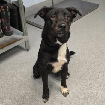 Oliver -  Retriever and Mixed Breed Dog for Adoption in Martinsville, Virginia - Oliver | PetCurious